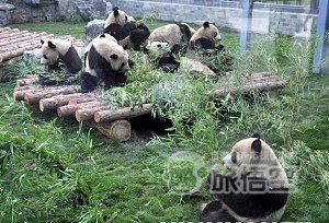 北京動物園パンダ
