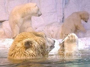 極地海洋動物園　大連