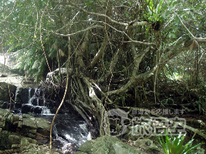 ヤノダー熱帯雨林 海南島