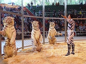 アジア最大級の 動物 テーマパーク 広州 香江 野生動物園