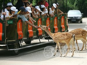 アジア最大級の 動物 テーマパーク 広州 香江 野生動物園